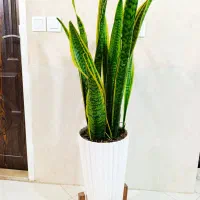 گل آپارتمانی
