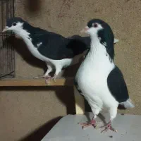 یه جفت چادری دم تخم|پرنده|تهران, شهرک آزمایش|دیوار