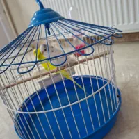 پرنده|پرنده|رباط‌کریم, مسکن مهر آبشناسان|دیوار