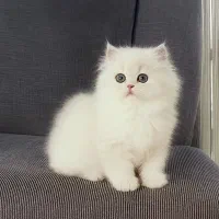 عروسک پشمالو