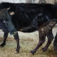 گاو گوساله نر|حیوانات مزرعه|جوانرود, |دیوار