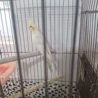 جوجه عروس هلندی ماده