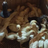 جوجه لوهمن اصیل