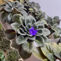 فروش بنفشه و پتوس|گل و گیاه طبیعی|رشت, علی آباد|دیوار