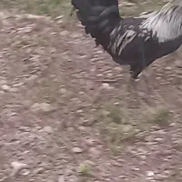 معاوضه خروس سیاه مست