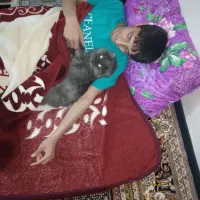 گربه خانگی شاسنامه دارواکسن به موقع زده