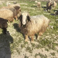 کونرمیشی|حیوانات مزرعه|گتوند, |دیوار