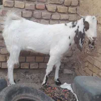 کولار آبستن