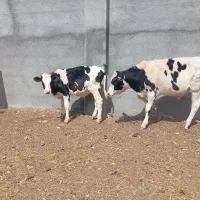 دو عدد گوساله نر