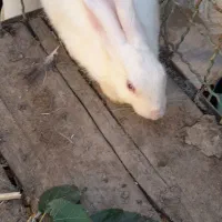 خرگوش دوعدد 400 تومان|موش و خرگوش|آق قلا, |دیوار