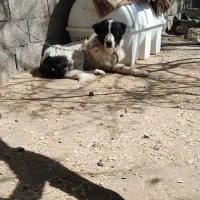 سگ جوان گله یی|سگ|نجف‌آباد, حومه نجف آباد|دیوار