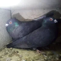 کفتر|پرنده|مانه, |دیوار