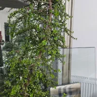 گل خرفه|گل و گیاه طبیعی|سلماس, |دیوار