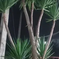 گل یوکا