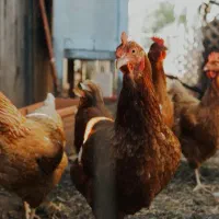 فروش مرغ و خروس جوان