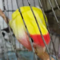 طوطی برزیلی|پرنده|بندر دیر, |دیوار