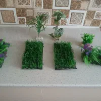 تعدادی گل وگیاه اکواریومی