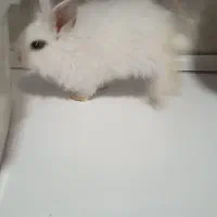 خرگوش کوچولو ناز واگذار می‌شود