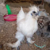 جوجه ابریشمی|حیوانات مزرعه|مشهد, کارمندان دوم|دیوار