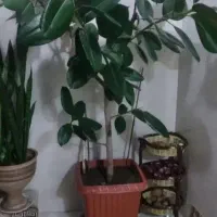 یک عدد گل فلگوس