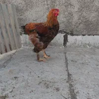 خروس برهماجوون