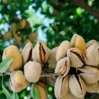 نهال های سنگی کاغذی نیمه کاغذی بادام های پیوندی
