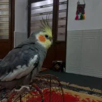 عروس هلندی گمشده