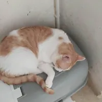 گربه معلول