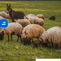 فروش انواع گوسفند