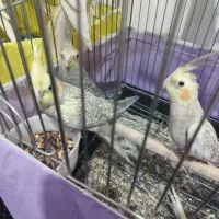 عروس هلندی|پرنده|پاکدشت, پاکدشت (مامازند)|دیوار