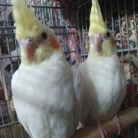 طوطی عروس هلندی جفت