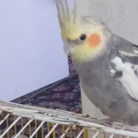 یک عدد عروس هلندی