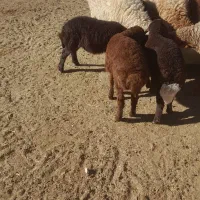 میش زایده|حیوانات مزرعه|تربت جام, جلگه موسی آباد|دیوار