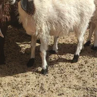 بره ماده