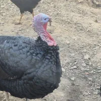 قوغاز اوکراینی و بوقلمون رسمی|حیوانات مزرعه|تهران, علم و صنعت|دیوار