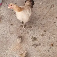 مرغ 10عدد و خروس 2عدد