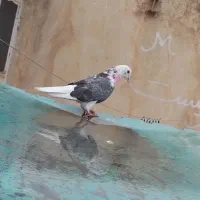 کفتر گرویی قم|پرنده|تهران, منیریه|دیوار