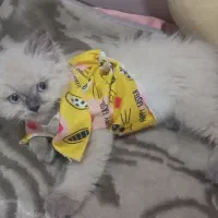 بچه گربه هیمالین چشم ابی