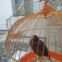 مرغ مینا سخنگو
