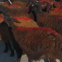 ۴۵گوسفند نر لاغر داشتی|حیوانات مزرعه|زنجان, |دیوار