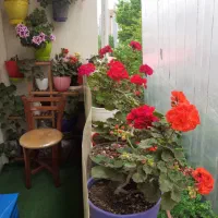 75متر طبقه دوم فول گلستان 47 ویو بام سبز|فروش آپارتمان|لاهیجان, گلستان|دیوار