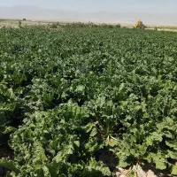 چغندر  فروشی|عمده‌فروشی|نصر آباد, |دیوار