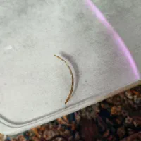 طلا|جواهرات|قزوین, |دیوار