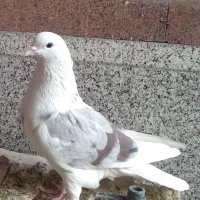 حراج کبوتر نر سفید هما