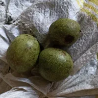گردو