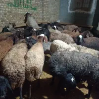 جهت نگهداری و قربانی کردن