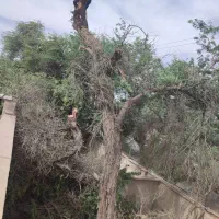 خرید انواع درخت و بار چوب