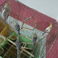 فروشی|پرنده|الوند, |دیوار