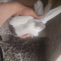 سه عدد کبوتر جوان|پرنده|سنندج, |دیوار