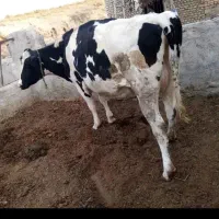 5راس گاو شیری